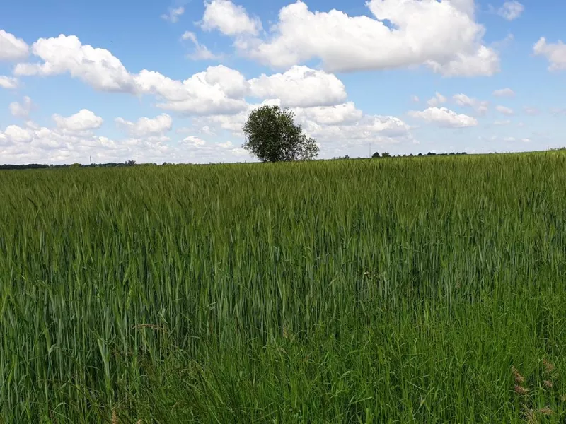 Production de céréales, Comberouger, Gaec de l’Elanion